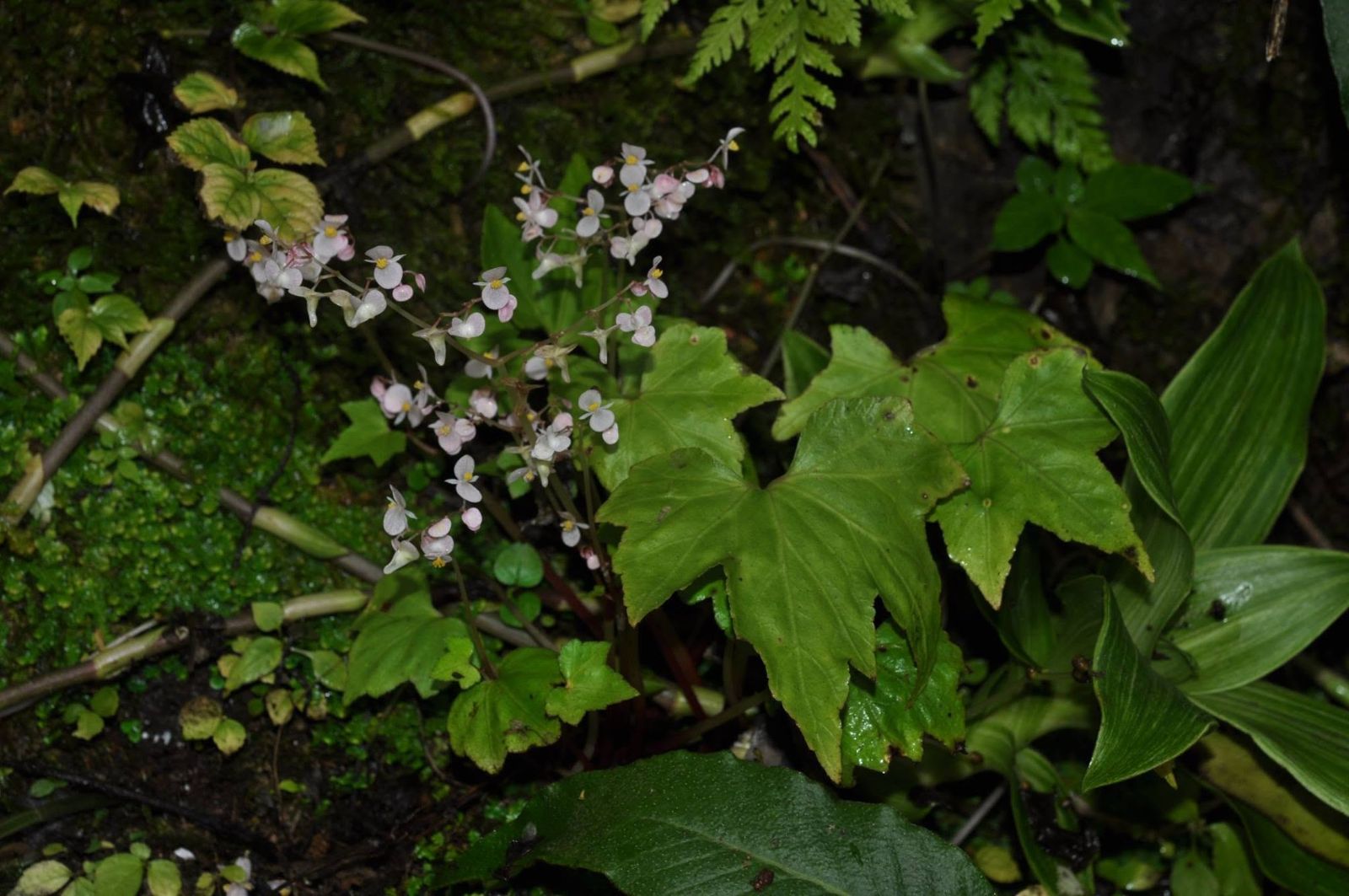 B. brandisiana