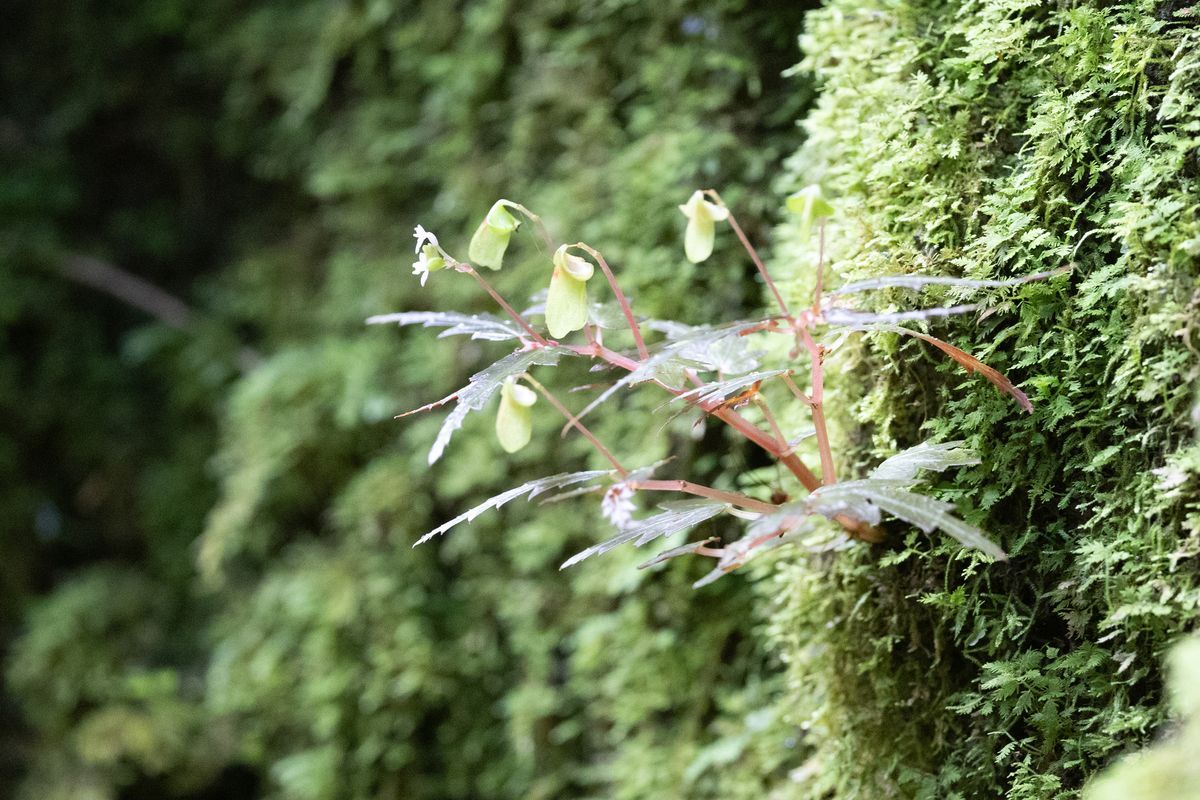 B. brassii