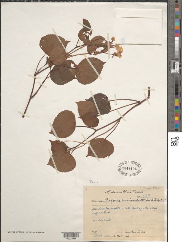 B. brevicordata