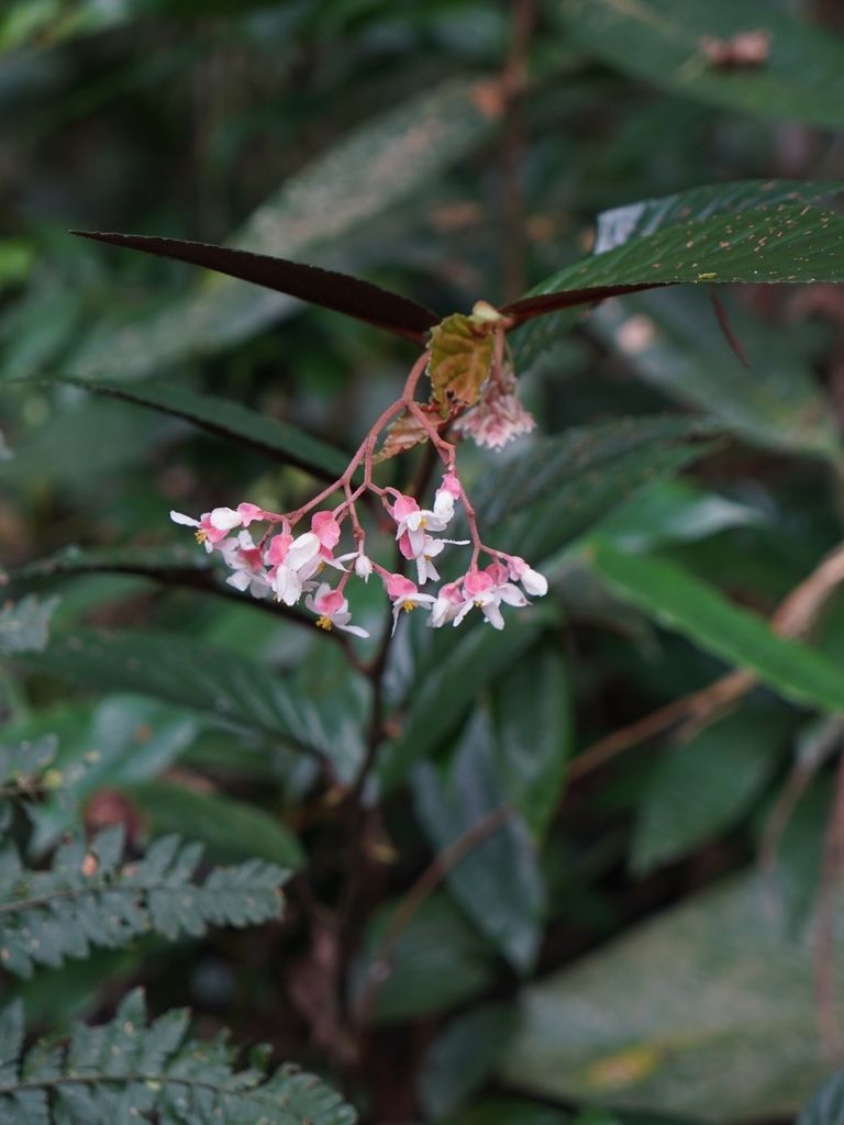 B. brevilobata var. brevilobata