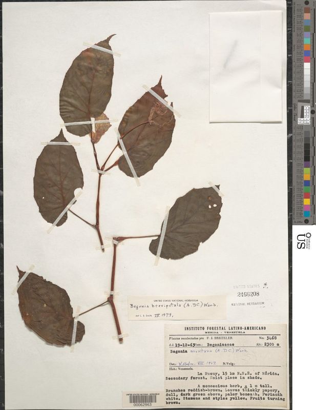 B. brevipetala var. brevipetala