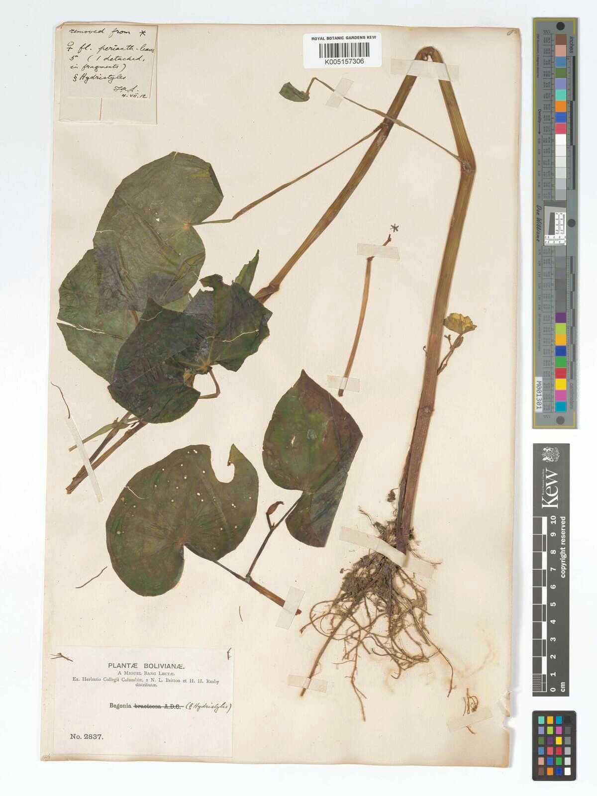 B. bridgesii