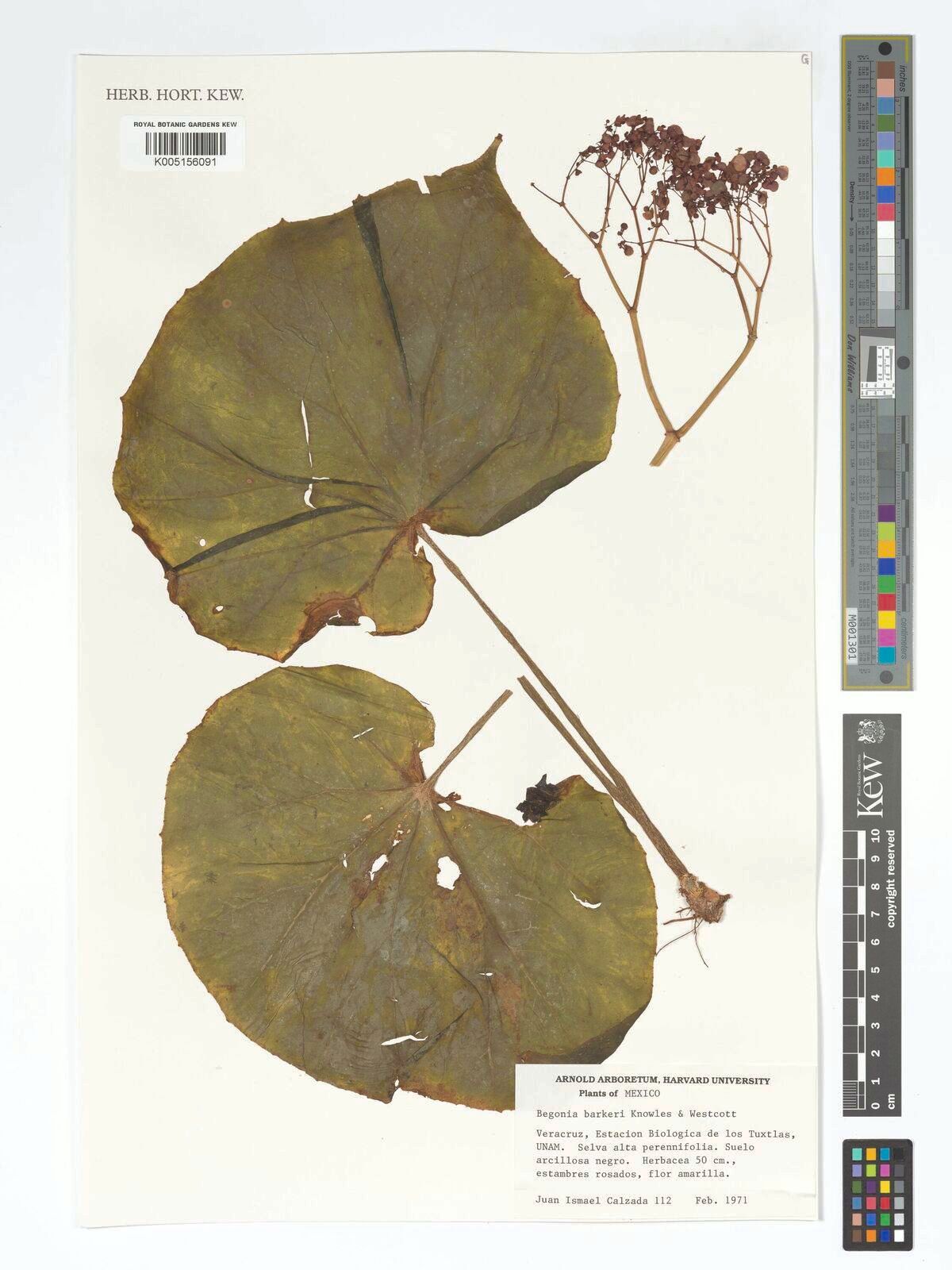 B. brongniartiana