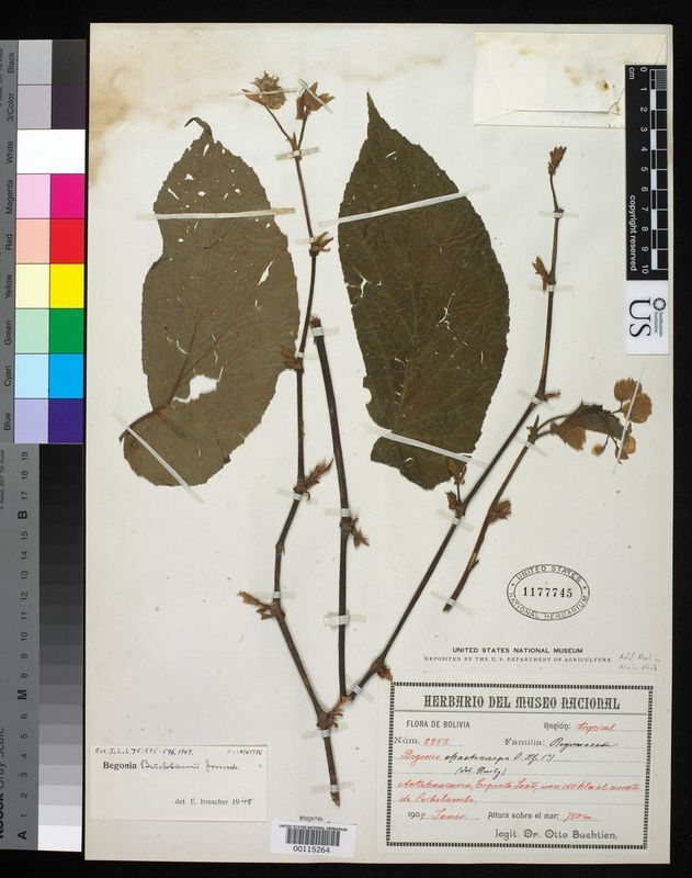 B. buchtienii