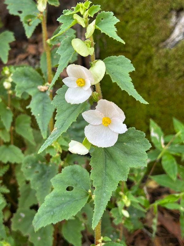 B. bulbillifera