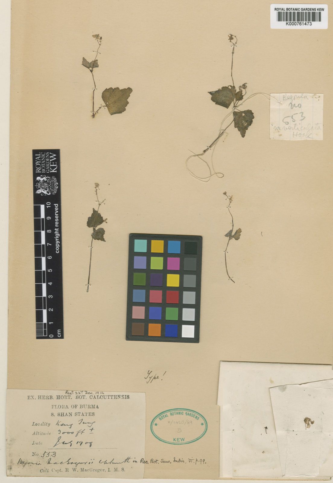 B. burmensis