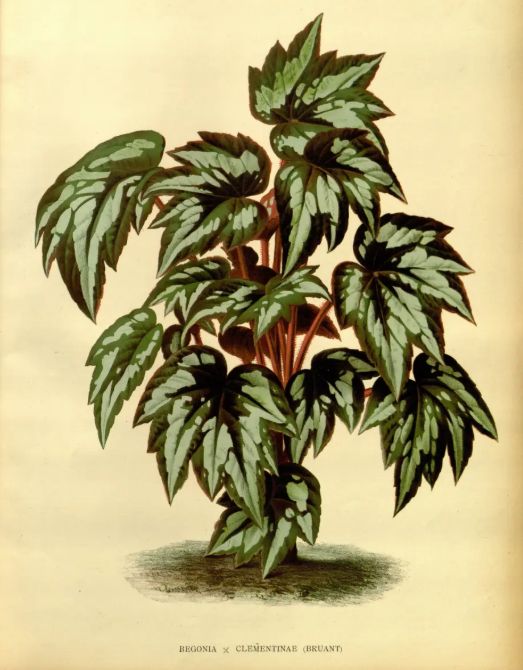 B. ‘Clementine’