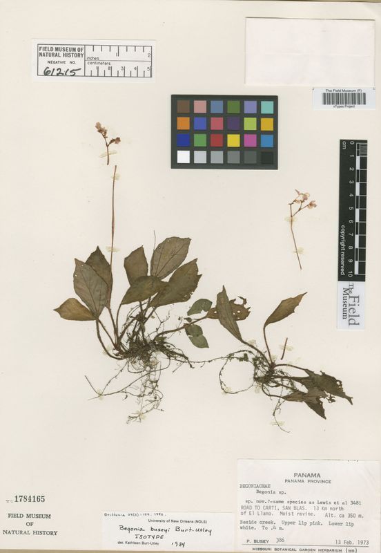 B. buseyi