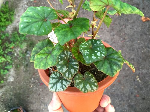 B. caffra