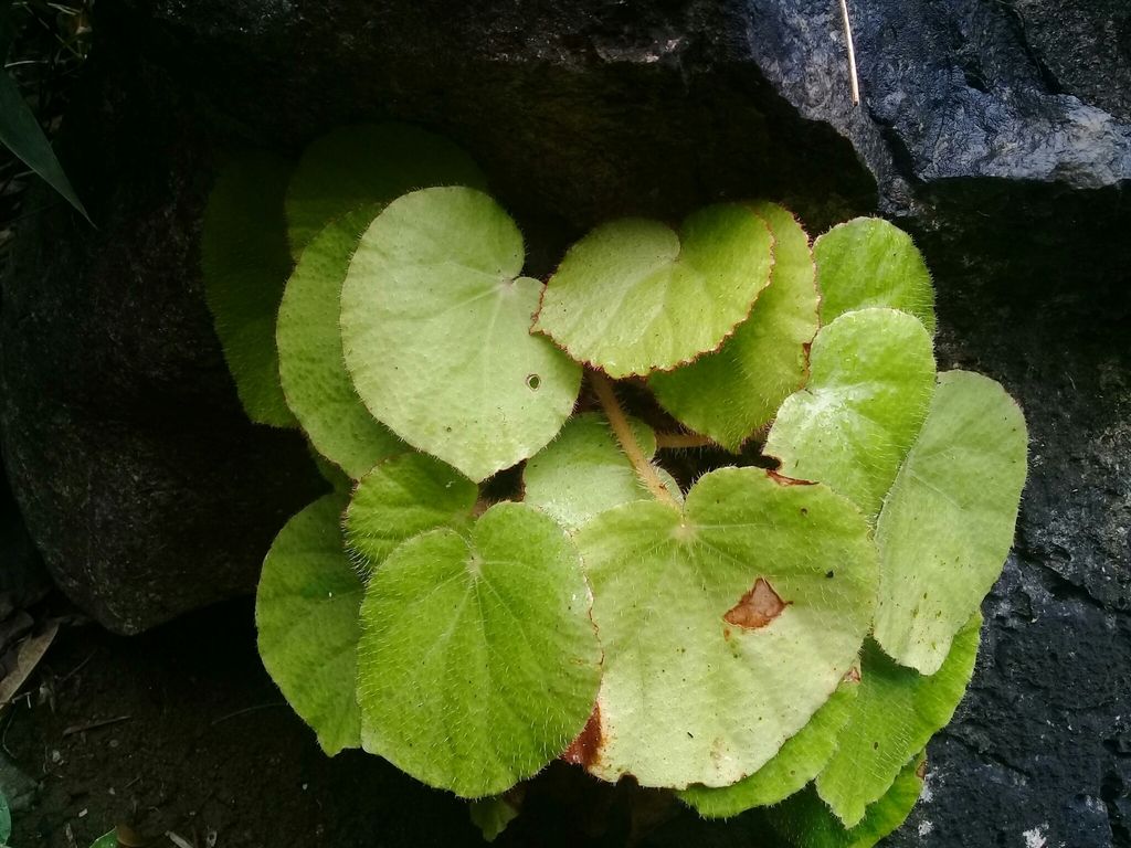 B. calcicola