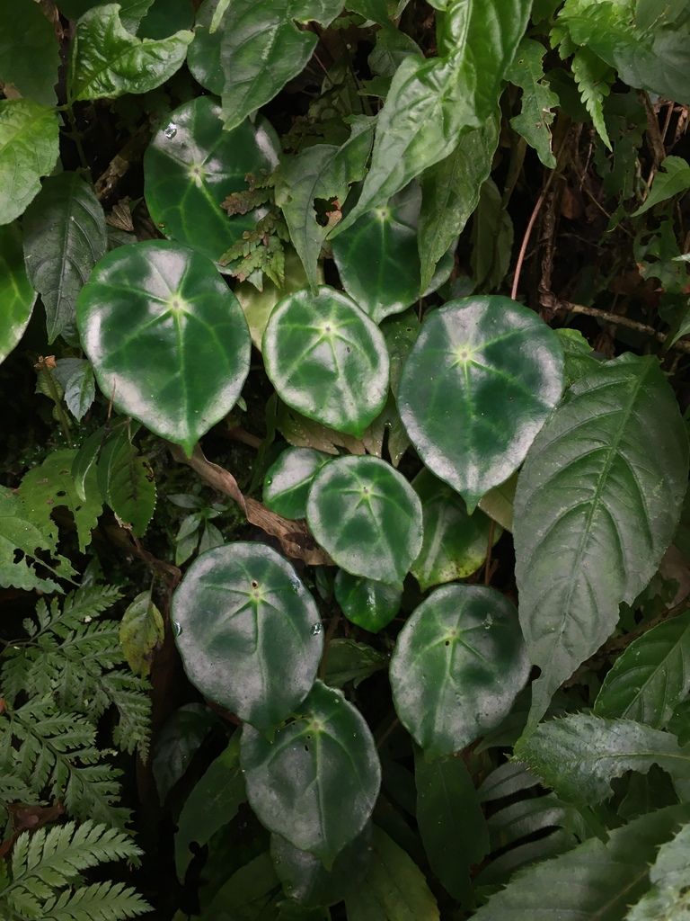 B. calderonii