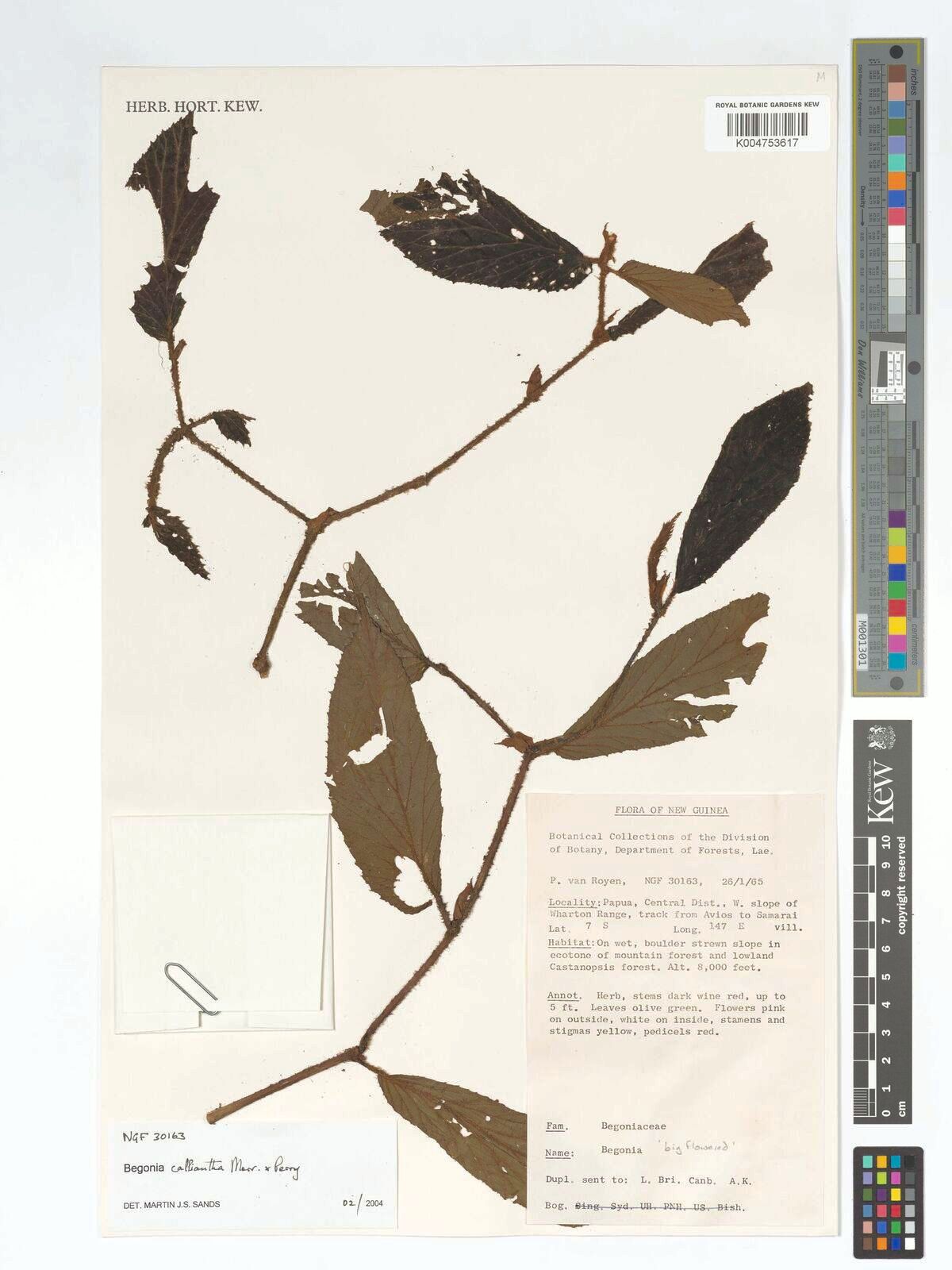 B. calliantha