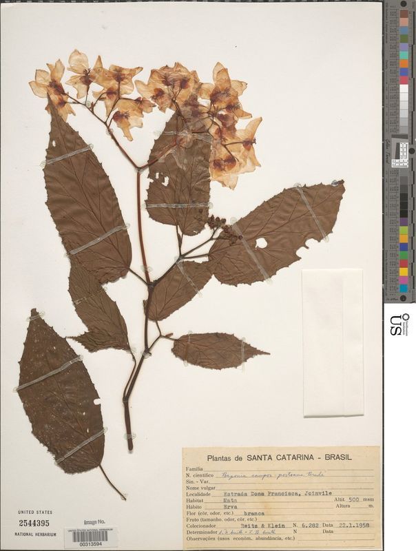 B. camposportoana