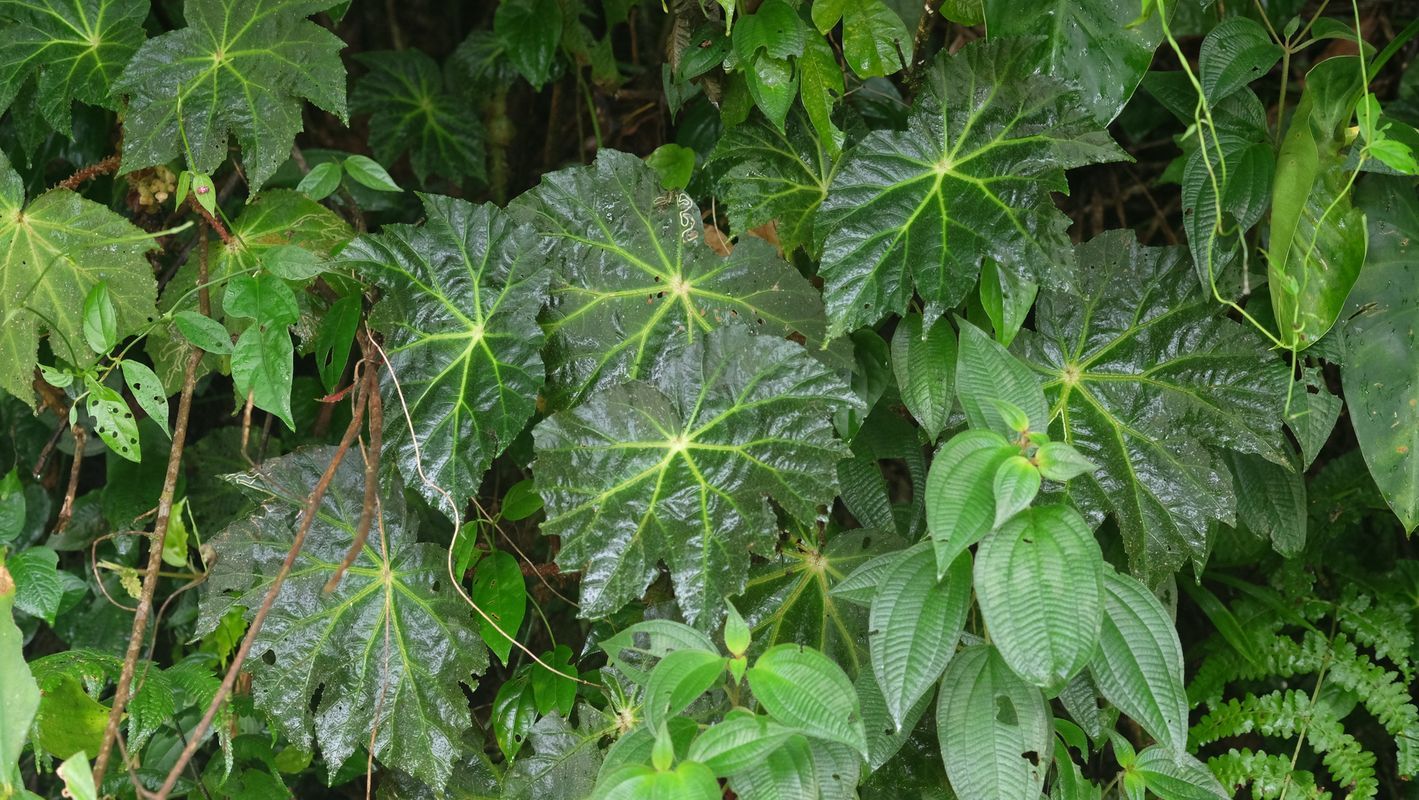 B. capanemae