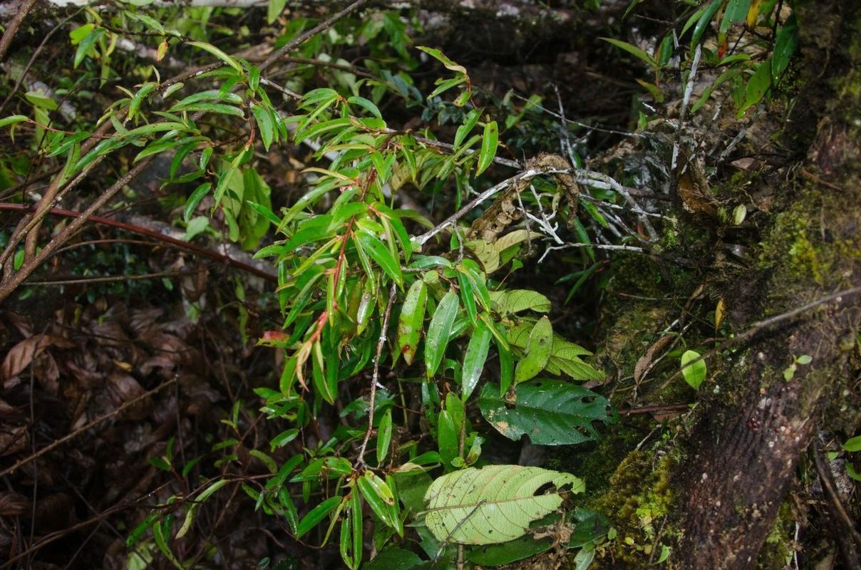 B. capillipes