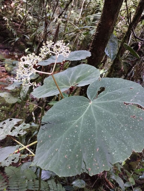 B. caraguatatubensis