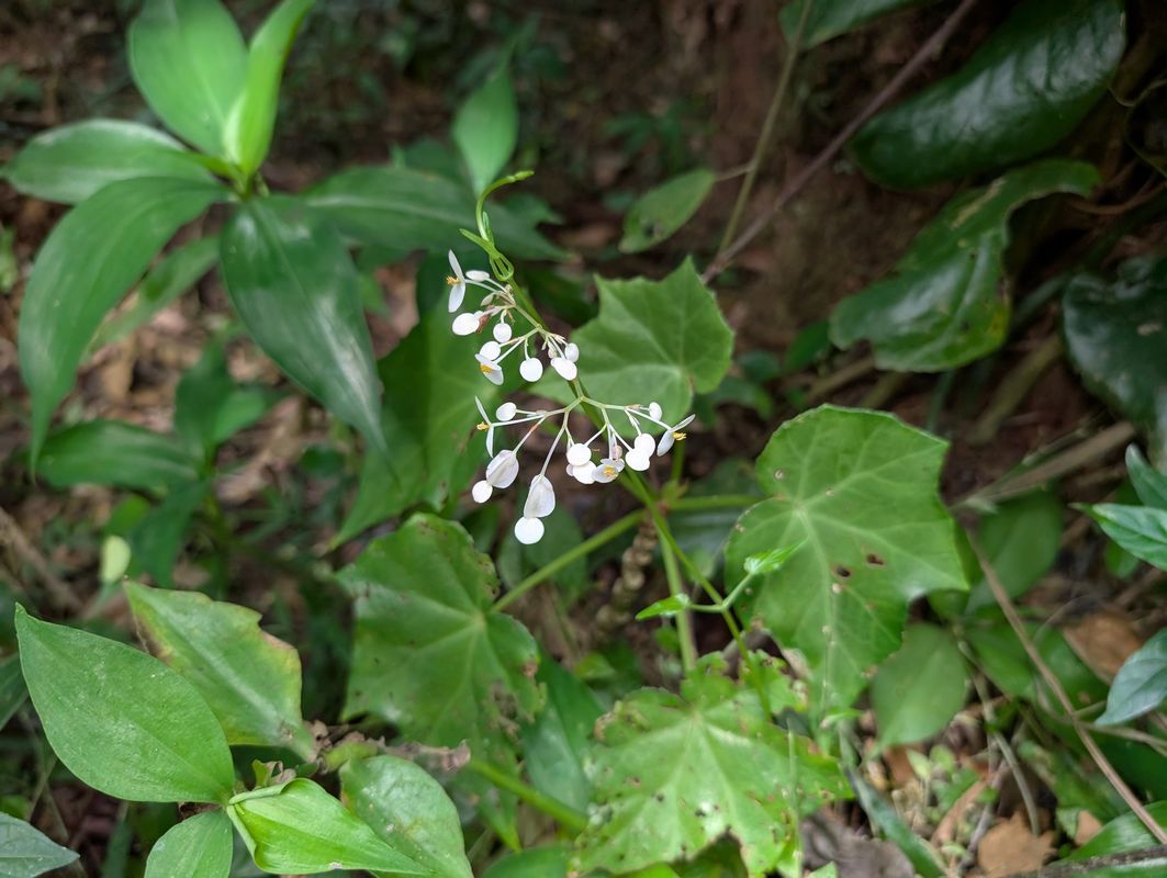 B. cardiocarpa
