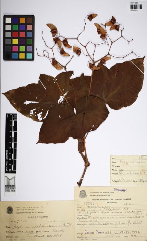 B. cariocana