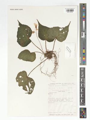 B. carletonii