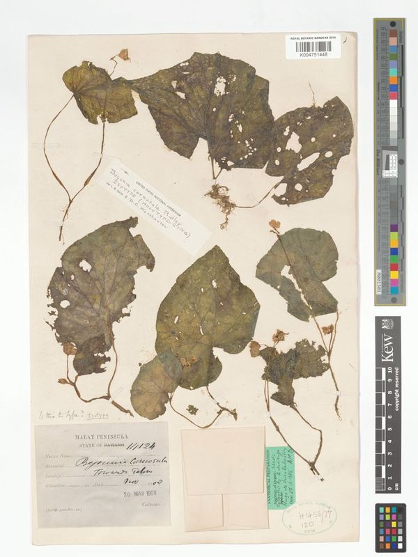 B. carnosula
