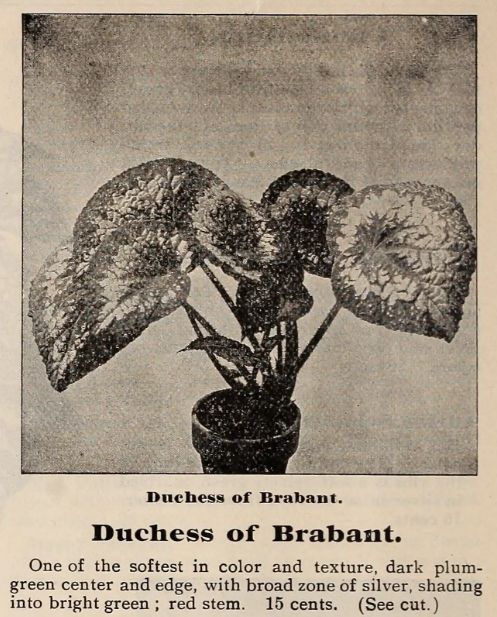 B. ‘Duchesse de Brabant’