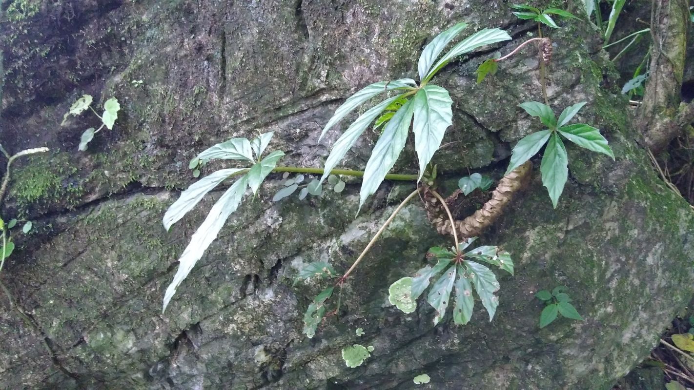 B. carolineifolia