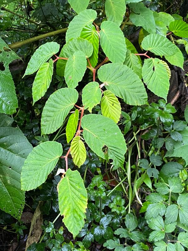 B. carpinifolia