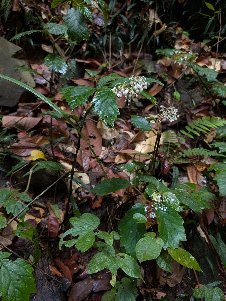 B. casiguranensis