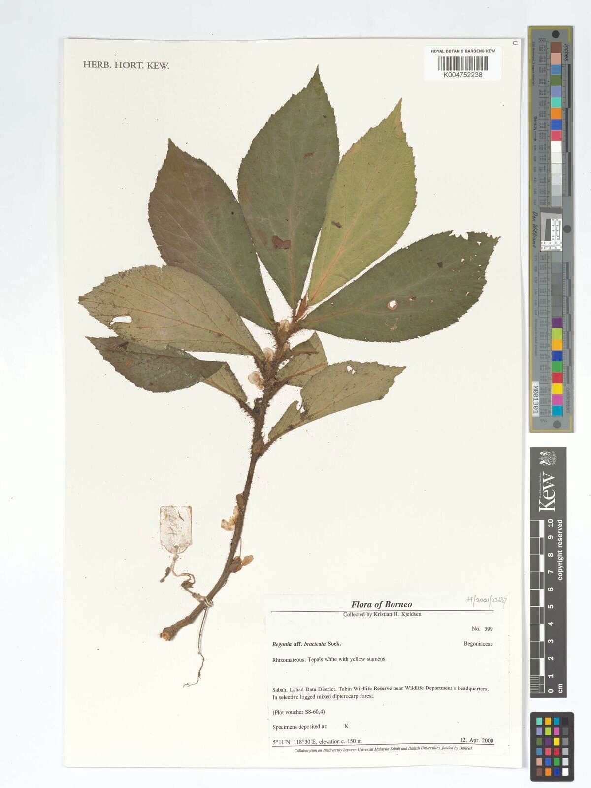 B. cauliflora