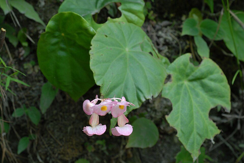 B. cavaleriei