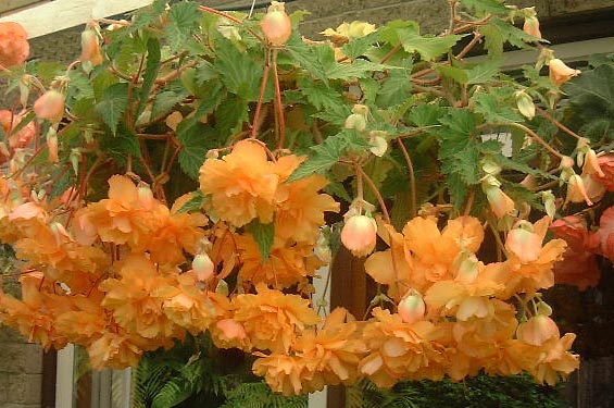 B. ‘Apricot Cascade’