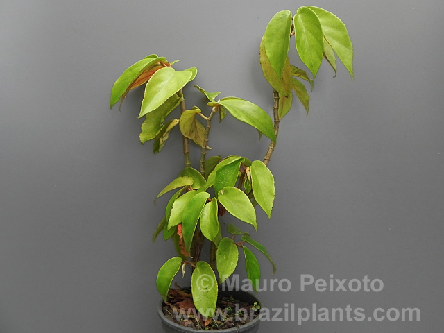 B. besleriifolia