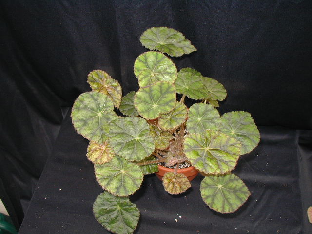 B. ‘Cajon Valley’