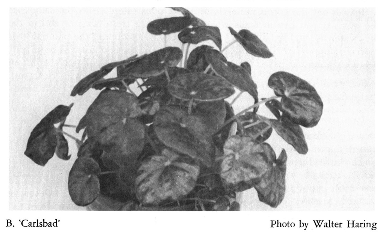 B. ‘Carlsbad’