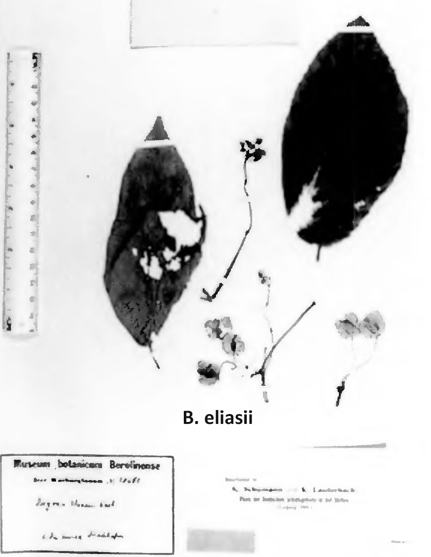 B. eliasii