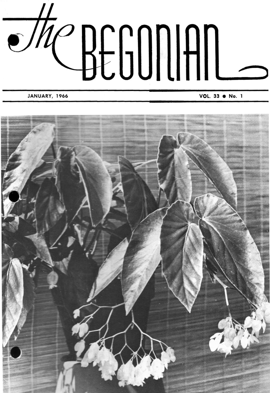B. ‘Flamingo’