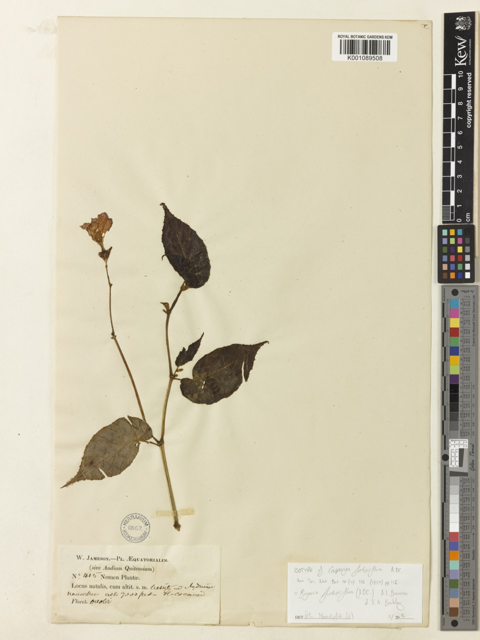 B. fuchsiiflora
