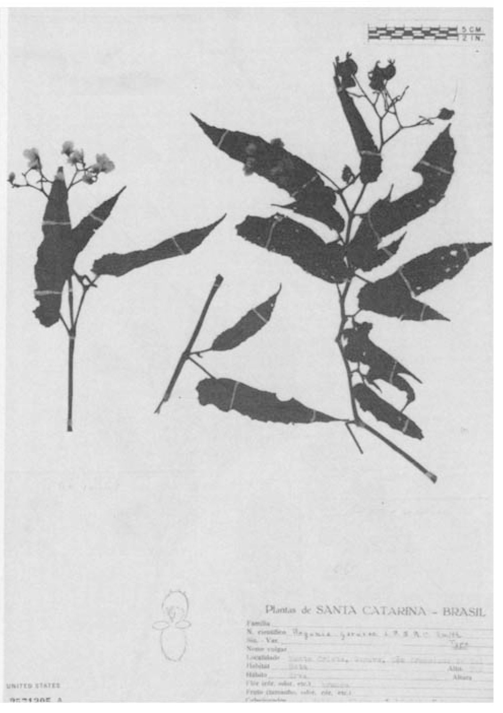 B. garuvae