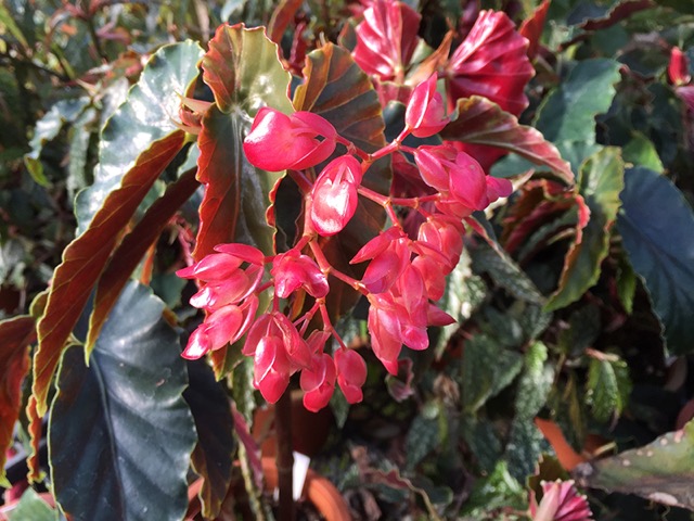 B. ‘Misuzu-hime’
