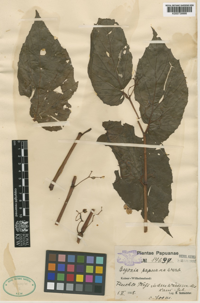 B. papuana