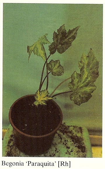 B. ‘Parquita’