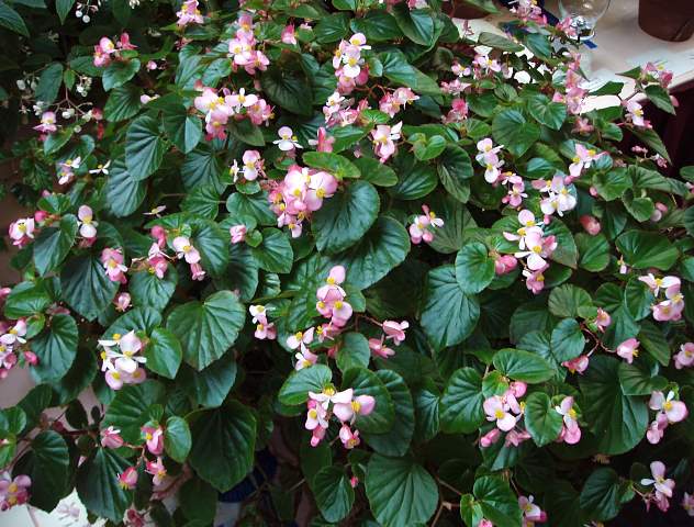 B. ‘Pink Avalanche’