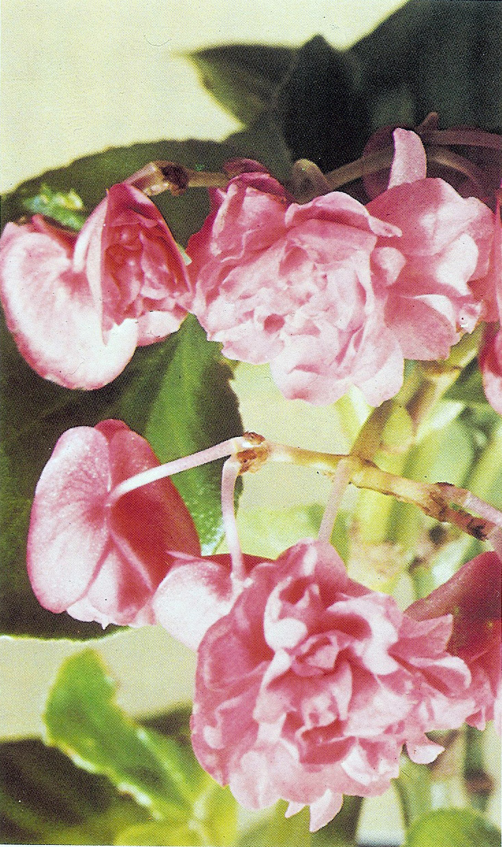 B. ‘Pink Ruffles’