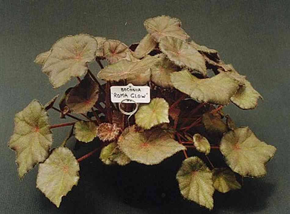 B. ‘Roma Glow’