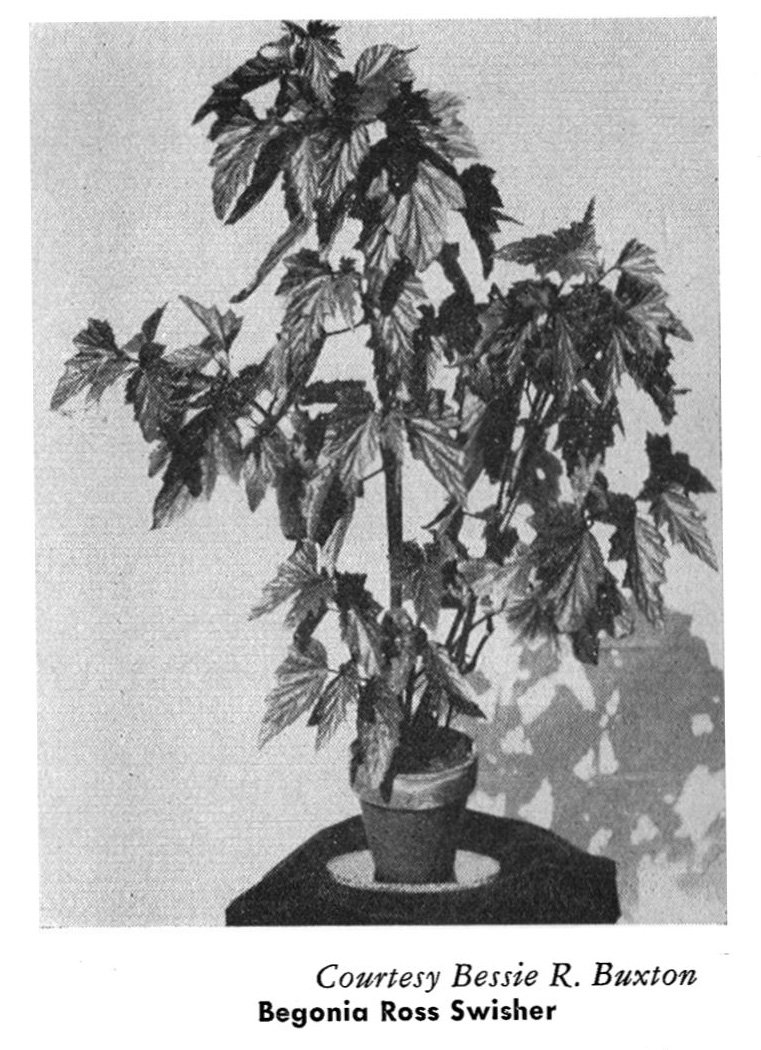 B. ‘Ross Swisher’