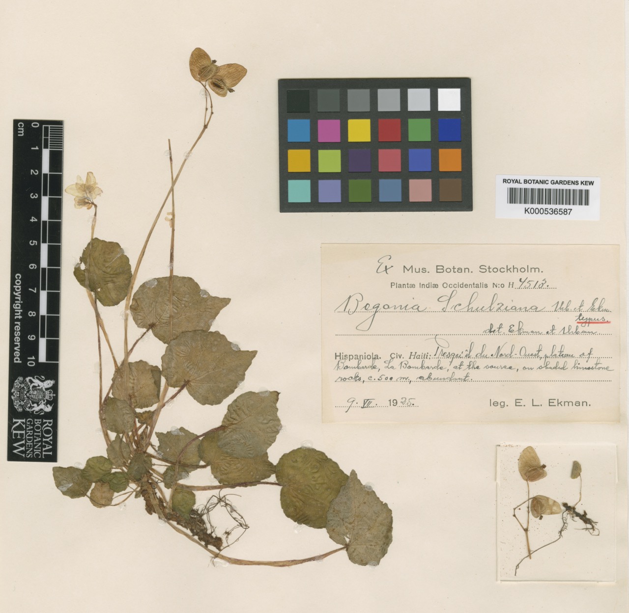 B. schulziana