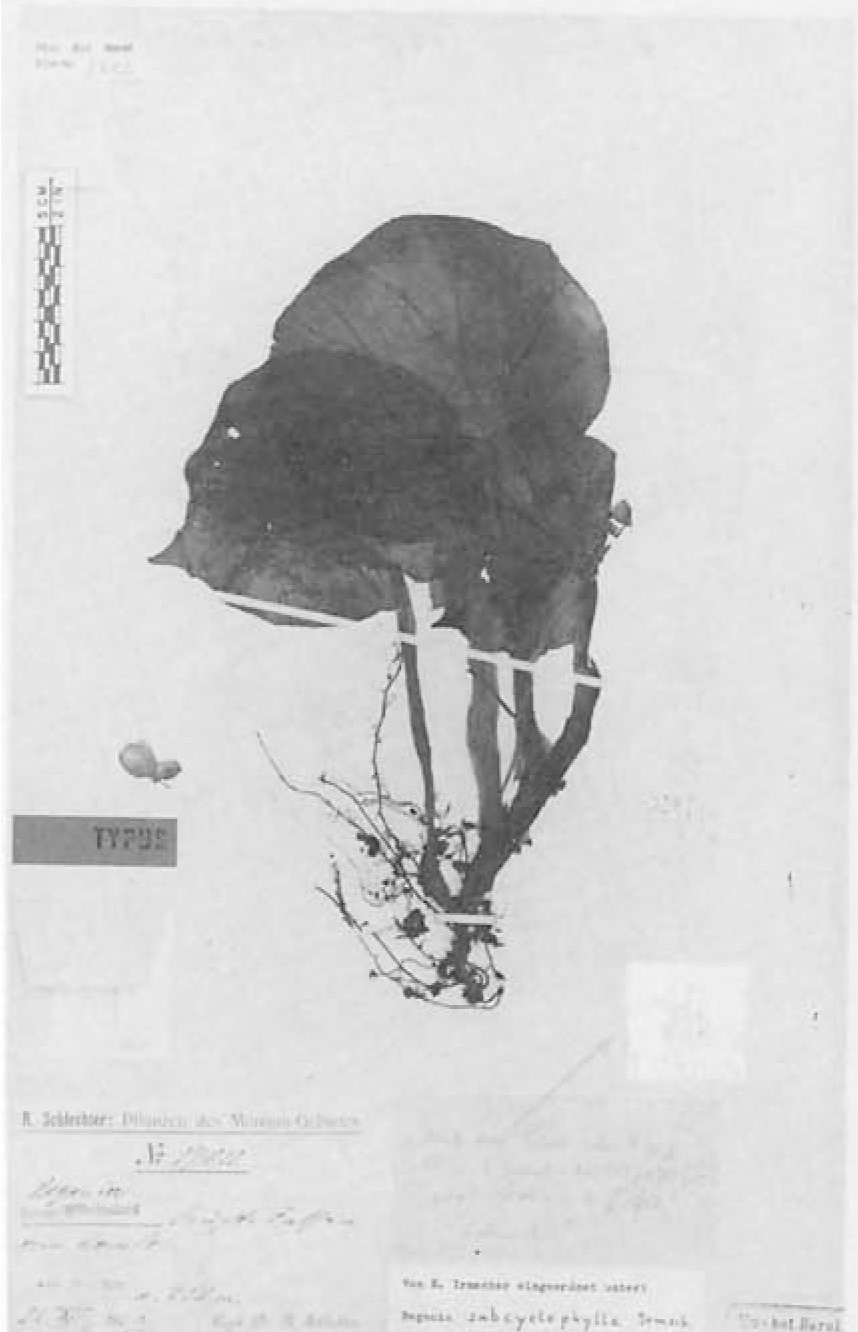 B. subcyclophylla