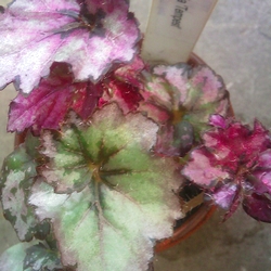 B. ‘Tapestry’