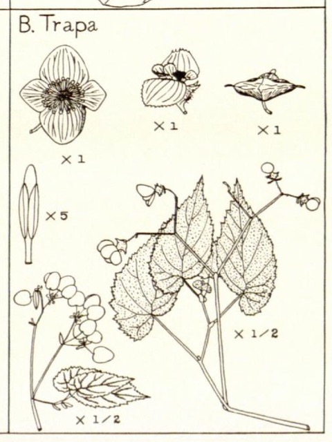 B. trapa var. trapa