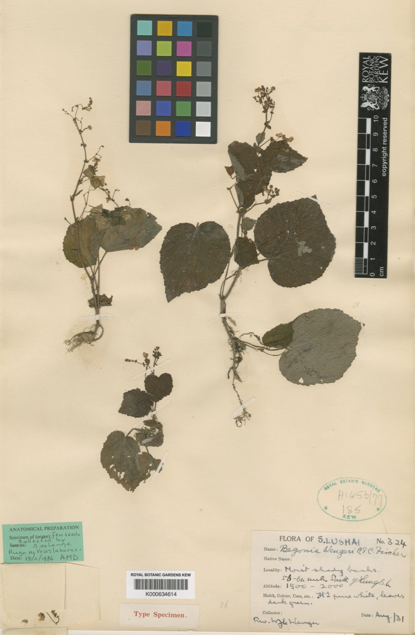 B. wengeri